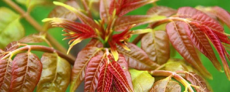 香椿芽苗菜的管理方法，长至5-6厘米时要给予弱光照