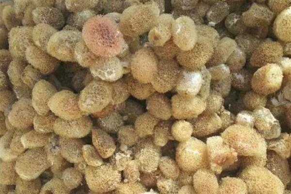 水蛭卵茧一斤有多少个，一斤有380个左右