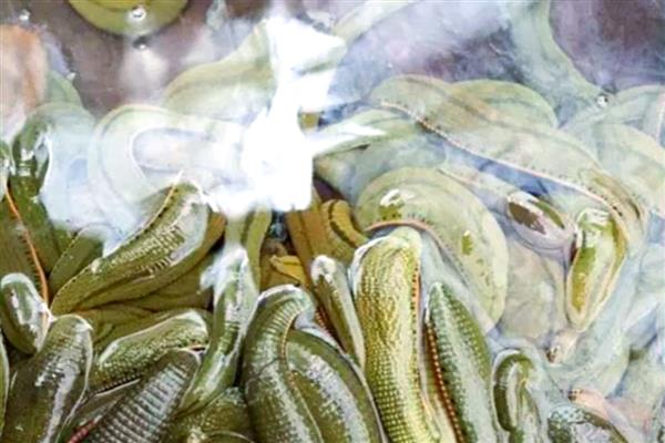 水蛭卵茧一斤有多少个，一斤有380个左右