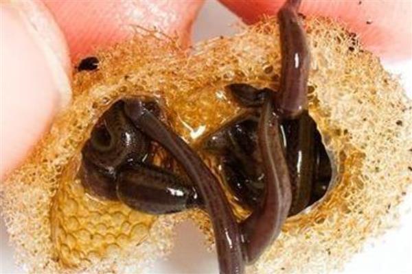 水蛭卵茧一斤有多少个，一斤有380个左右