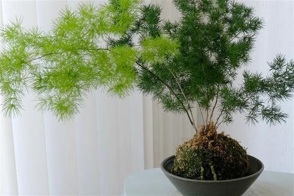 八月份庭院适合种什么花，推荐仙客来、瓜叶菊、彩叶草等