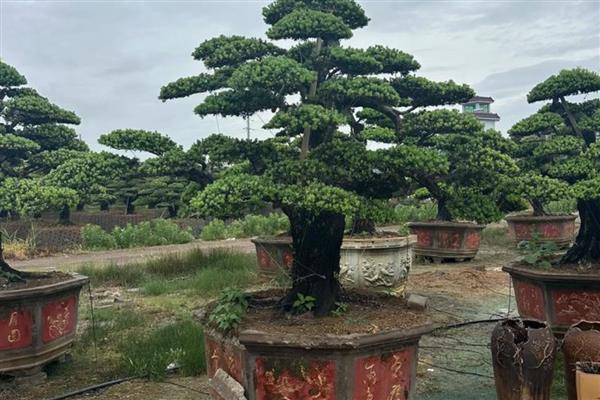 八月份庭院适合种什么花，推荐仙客来、瓜叶菊、彩叶草等