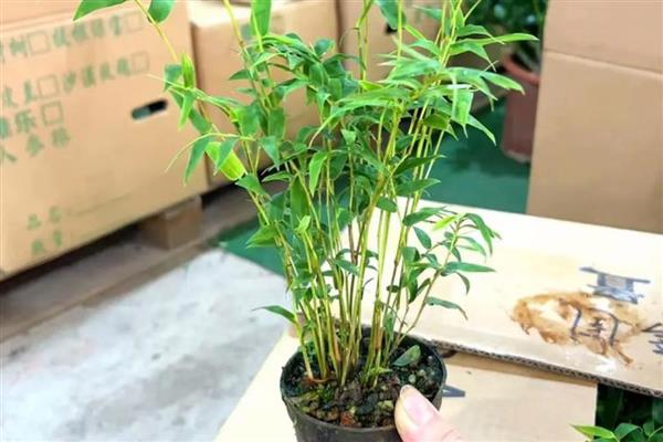 八月份庭院适合种什么花，推荐仙客来、瓜叶菊、彩叶草等