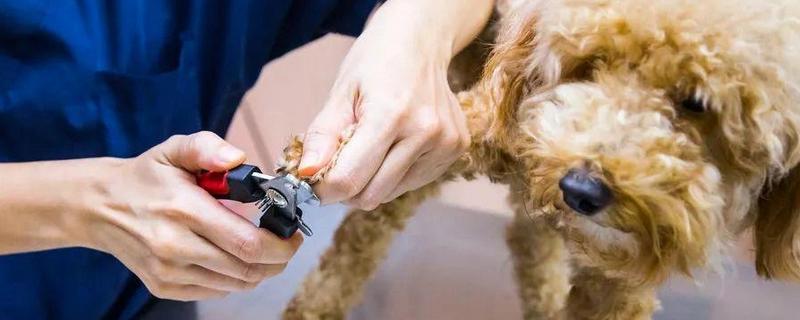 怎样给狗狗剪指甲，先要准备好指甲刀、指甲锉等