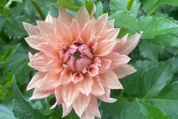 大丽花的种植技术,最适生长温度15-25℃