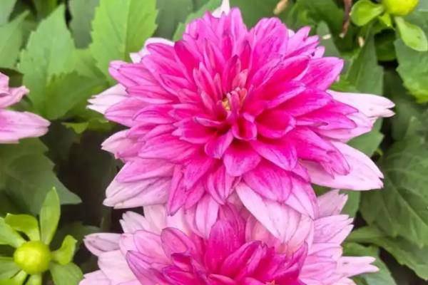 大丽花的种植技术,最适生长温度15-25℃