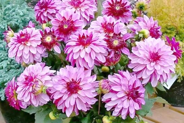大丽花的种植技术,最适生长温度15-25℃