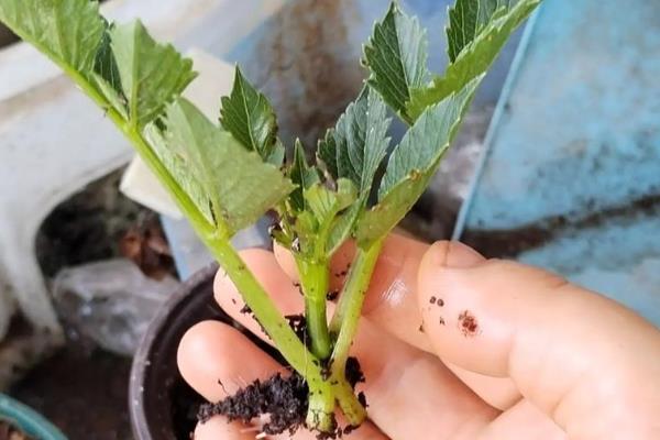 大丽花的种植技术,最适生长温度15-25℃