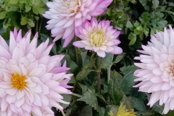 大丽花的种植技术,最适生长温度15-25℃