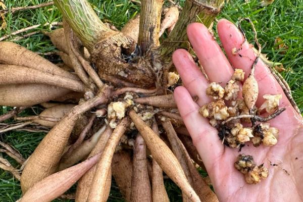 大丽花的种植技术,最适生长温度15-25℃