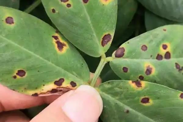 大丽花的种植技术,最适生长温度15-25℃