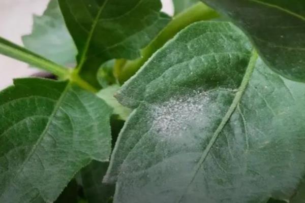 大丽花的种植技术,最适生长温度15-25℃