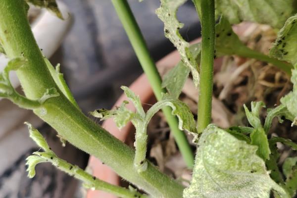 大丽花的种植技术,最适生长温度15-25℃