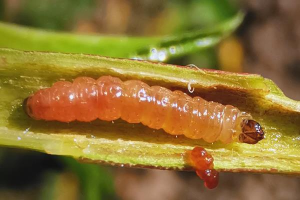 大丽花的种植技术,最适生长温度15-25℃