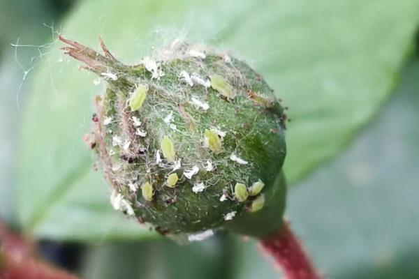 大丽花的种植技术,最适生长温度15-25℃