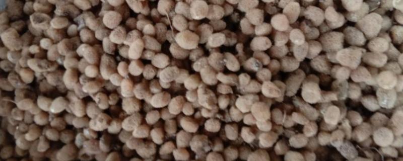 水蛭卵茧一斤有多少个,一斤有380个左右