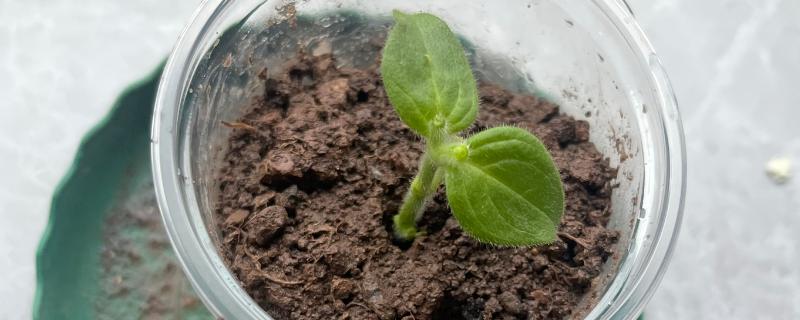 牵牛花的繁殖方法,可播种也可扦插