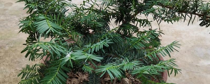 红豆杉树好不好养,不好养