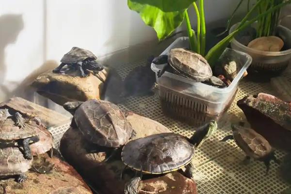 养龟要不要用加热棒，冬季温度过低才需要加温