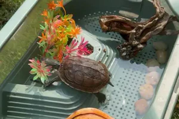 养龟要不要用加热棒，冬季温度过低才需要加温