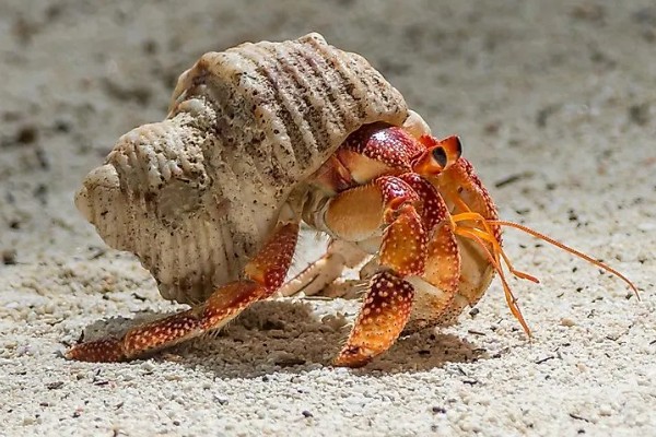 寄居蟹是如何形成的，是生态环境恶劣所致