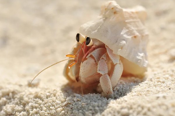 寄居蟹是如何形成的，是生态环境恶劣所致