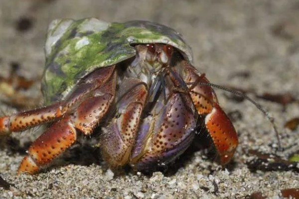 寄居蟹是如何形成的，是生态环境恶劣所致