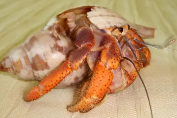 寄居蟹是如何形成的，是生态环境恶劣所致