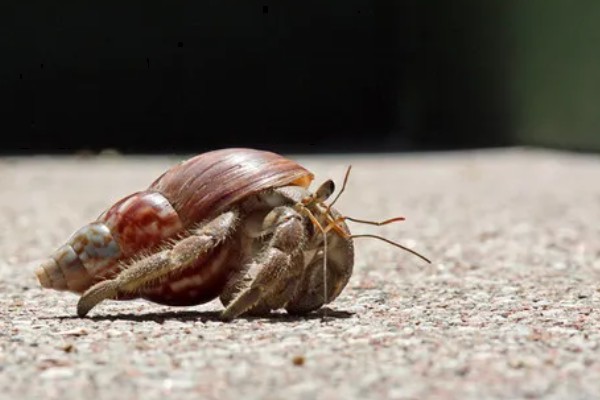寄居蟹是如何形成的，是生态环境恶劣所致