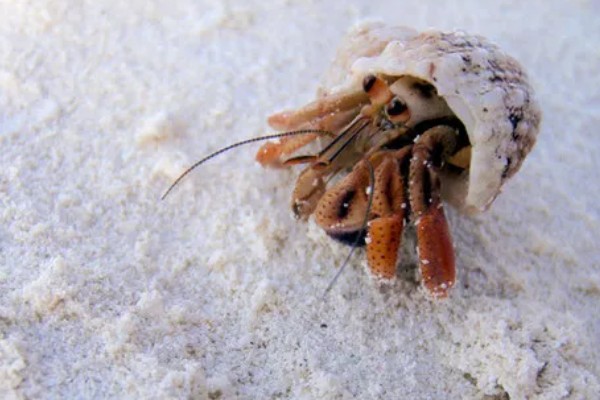 寄居蟹是如何形成的，是生态环境恶劣所致