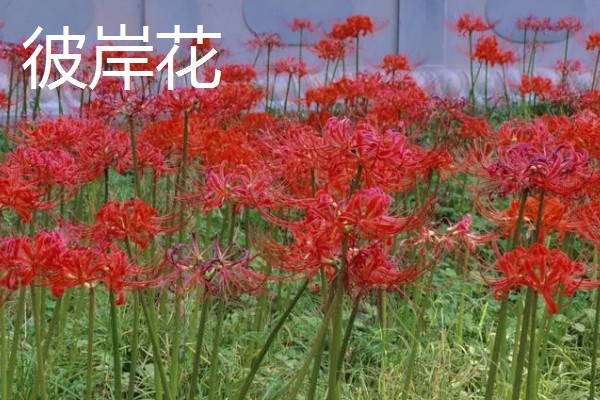 什么花的花语代表遗憾的爱,有彼岸花、昙花等