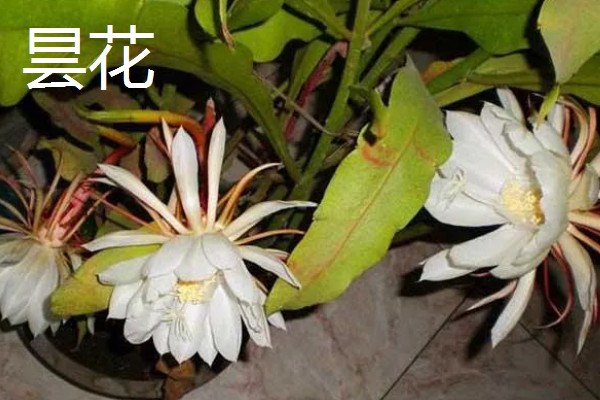 什么花的花语代表遗憾的爱,有彼岸花、昙花等