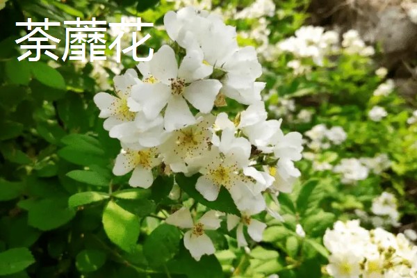 什么花的花语代表遗憾的爱,有彼岸花、昙花等