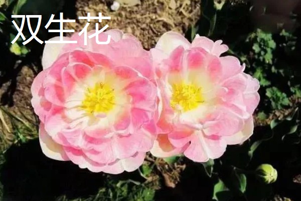 什么花的花语代表遗憾的爱,有彼岸花、昙花等