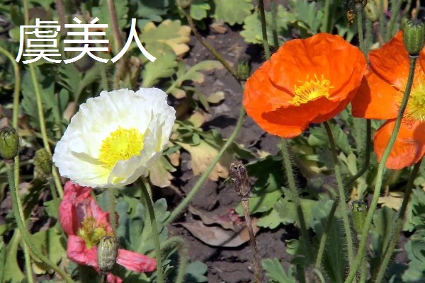 什么花的花语代表遗憾的爱,有彼岸花、昙花等