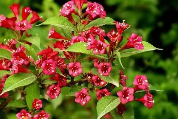 什么花的花语代表遗憾的爱,有彼岸花、昙花等