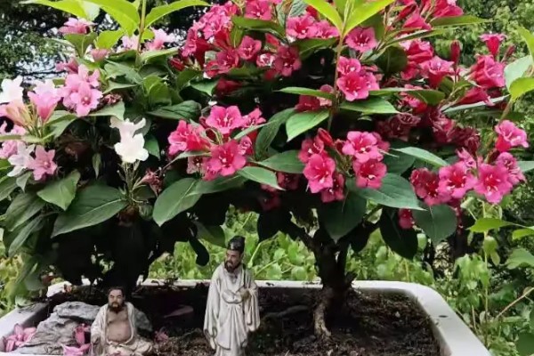 什么花的花语代表遗憾的爱,有彼岸花、昙花等