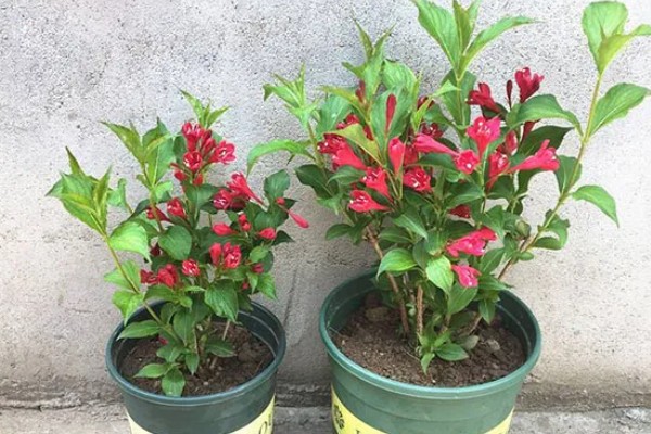 什么花的花语代表遗憾的爱,有彼岸花、昙花等