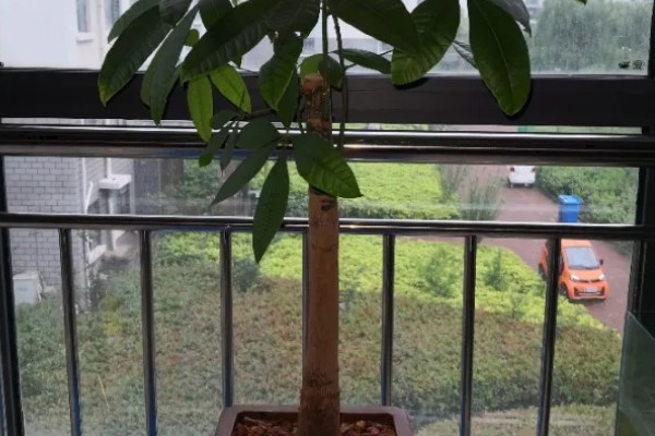 发财树会不会开花,花期为4-5月份