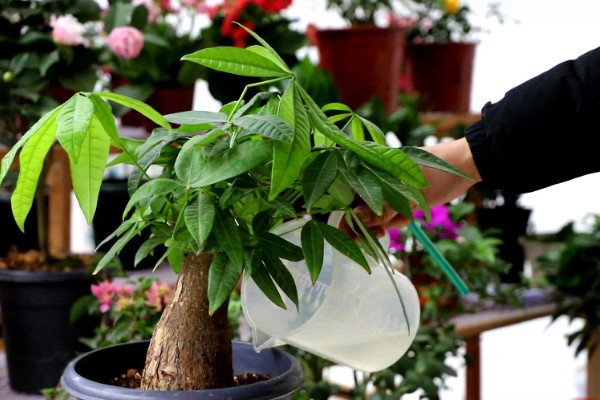 发财树会不会开花,花期为4-5月份