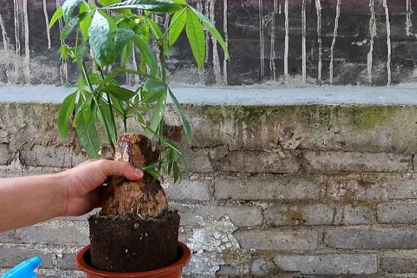 发财树会不会开花,花期为4-5月份