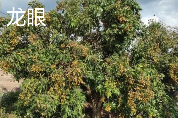 荔枝和龙眼有什么区别,果实造型、花朵外形等方面都不同