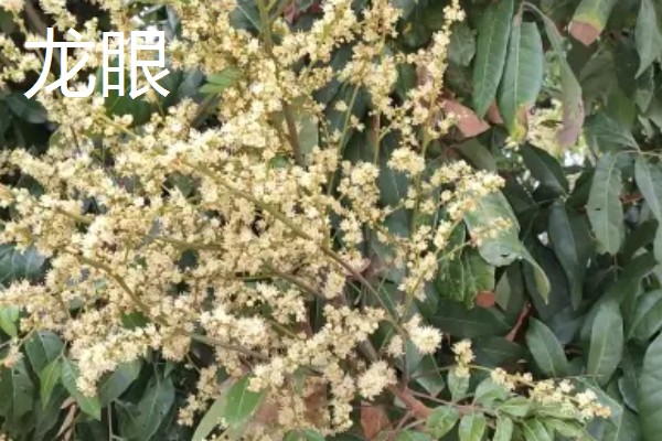 荔枝和龙眼有什么区别,果实造型、花朵外形等方面都不同