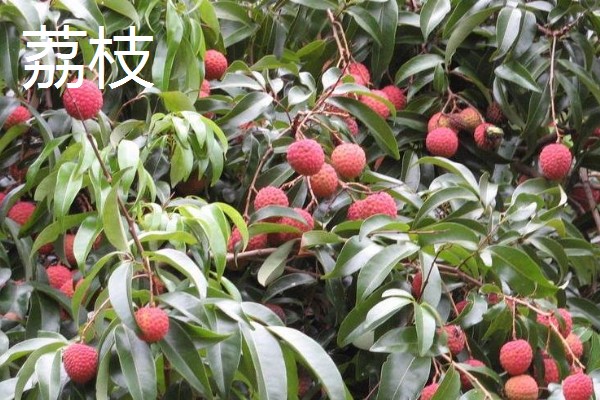 荔枝和龙眼有什么区别,果实造型、花朵外形等方面都不同