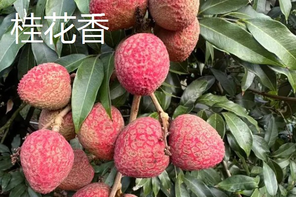 荔枝和龙眼有什么区别,果实造型、花朵外形等方面都不同