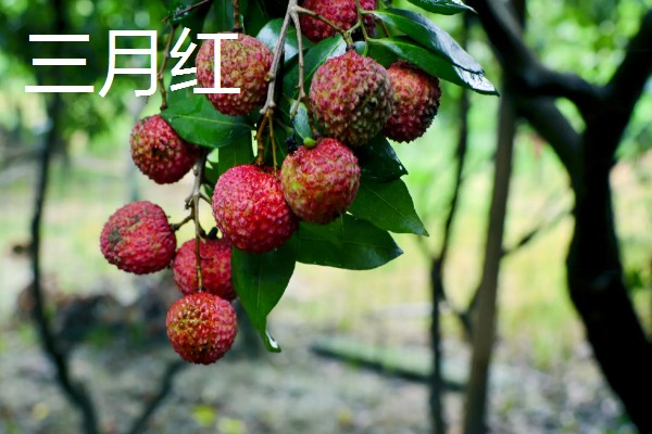 荔枝和龙眼有什么区别,果实造型、花朵外形等方面都不同
