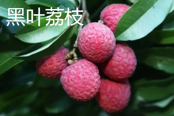荔枝和龙眼有什么区别,果实造型、花朵外形等方面都不同