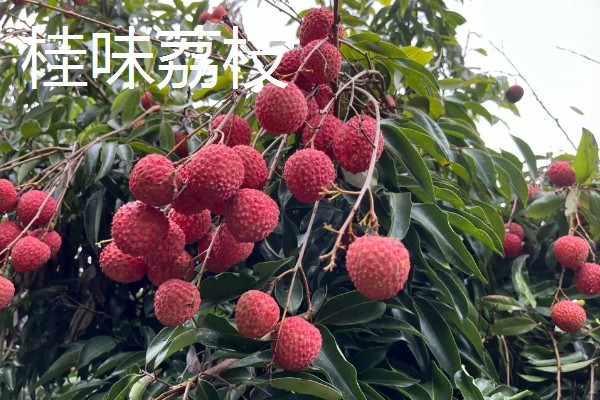 荔枝和龙眼有什么区别,果实造型、花朵外形等方面都不同