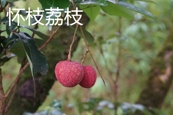 荔枝和龙眼有什么区别,果实造型、花朵外形等方面都不同