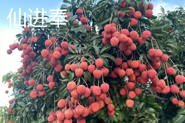 荔枝和龙眼有什么区别,果实造型、花朵外形等方面都不同
